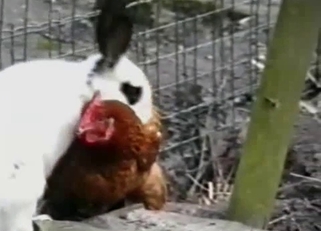 Rabbit is trying to fuck a real cock