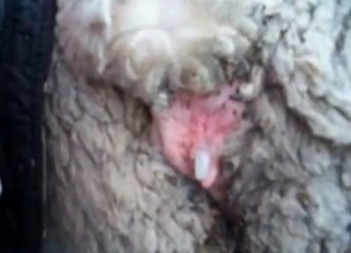 Fucking sheep ass in doggy style pose